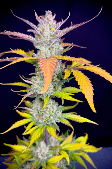 Instagram Guava Auto