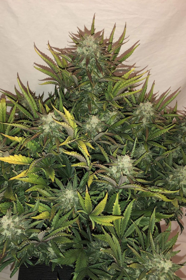 Instagram Gorilla Auto