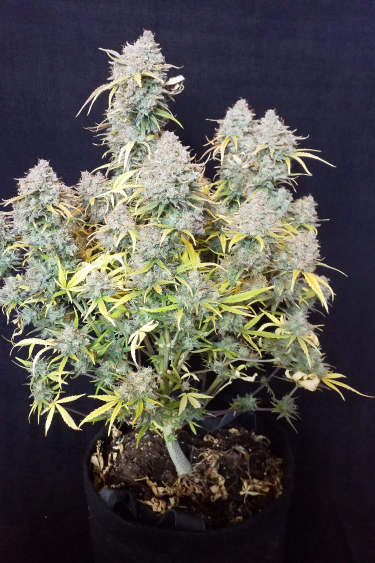 Instagram Six Shooter Auto