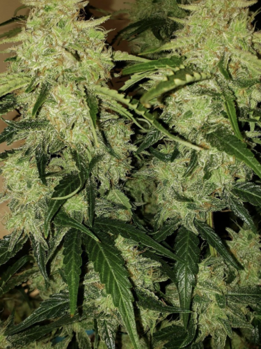 Instagram Tangie Auto