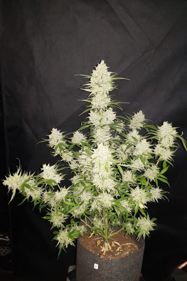 Instagram Amnesia Haze Auto