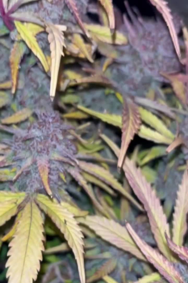 Cherry Cola Auto