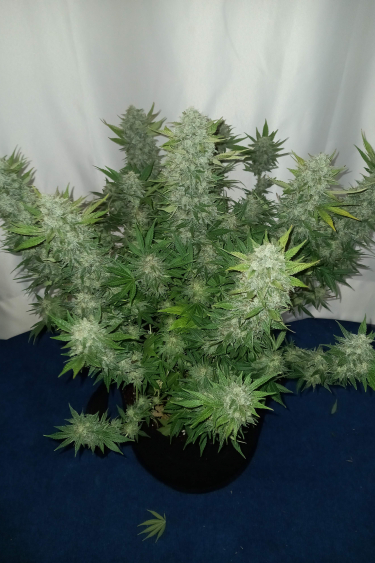 Instagram Girl Scout Cookies Auto