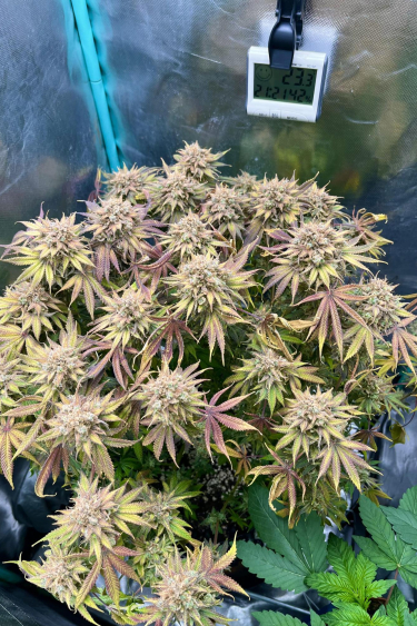 Instagram Lemon Mandarin