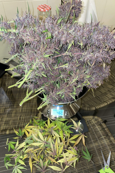 Instagram Purple Lemonade Auto