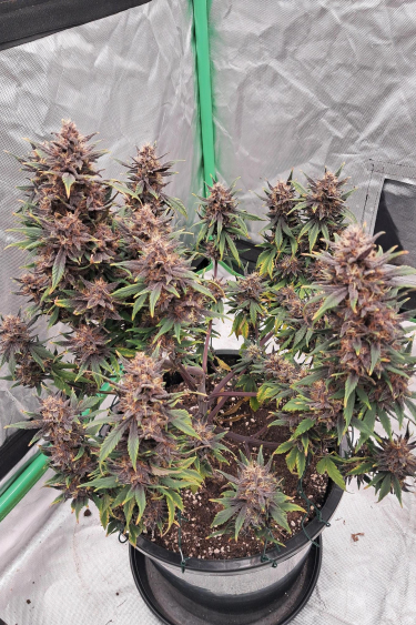 Instagram Fastberry Auto