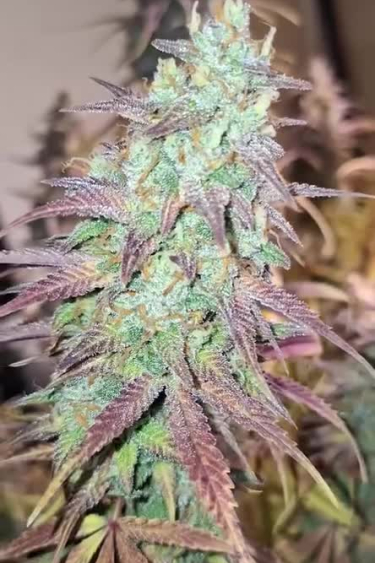 Apple Strudel Auto™