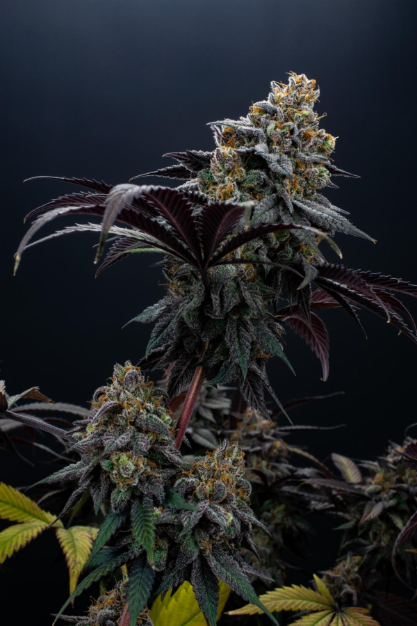 Instagram Lemon Cherry Runtz