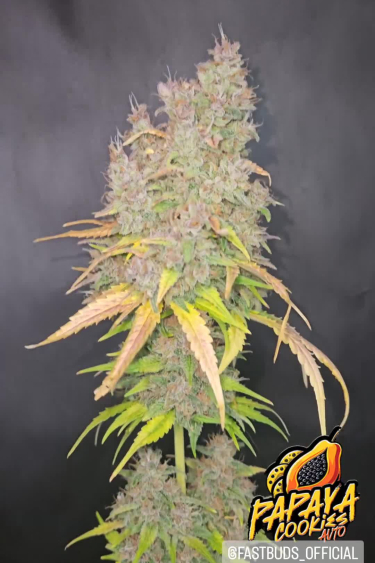 Papaya Cookies Auto™