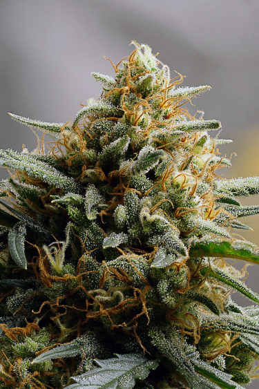 Instagram Northern Lights Auto