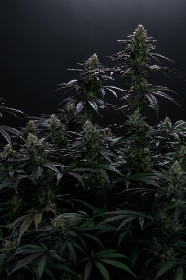 Instagram Biscotti Gelato