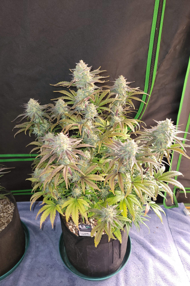 Instagram Apple Strudel Auto