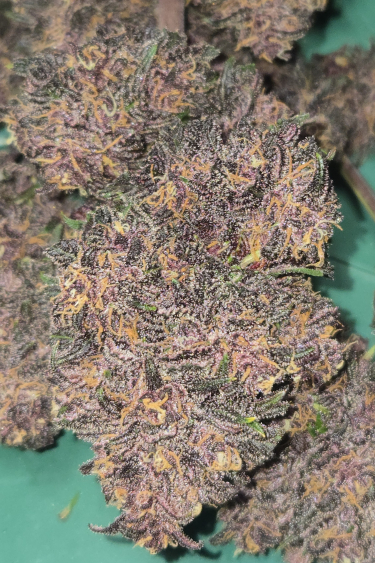 Instagram Purple Haze Auto