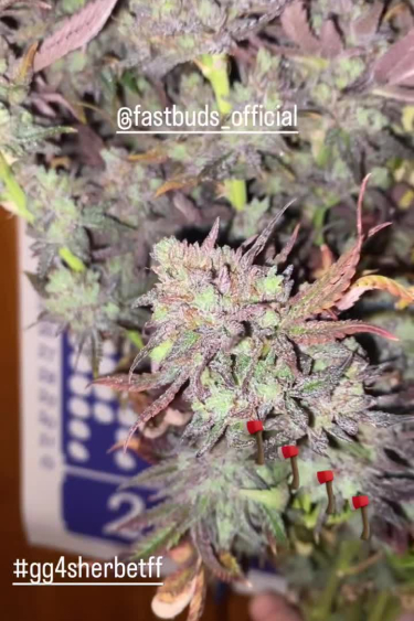 GG4 Sherbet FF
