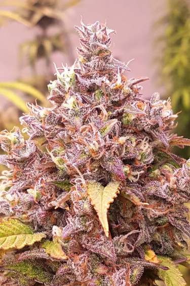 Instagram Fastberry Auto