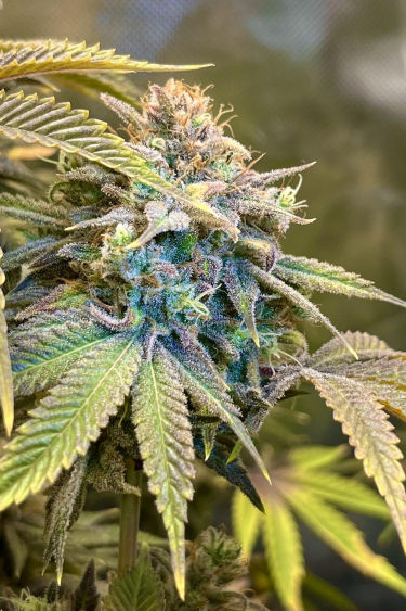 Instagram Lemon Mandarin