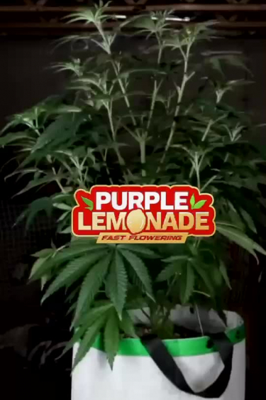 Purple Lemonade FF