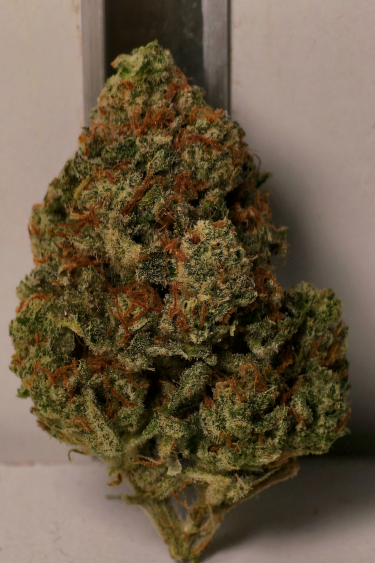 Instagram Frostbanger Auto