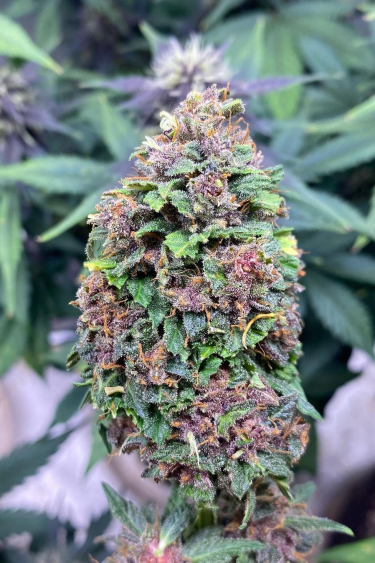 Instagram CBD Auto 11 CBD Crack