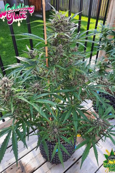 Instagram Wedding Glue Auto