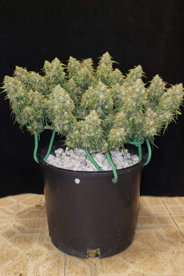 Instagram Six Shooter Auto