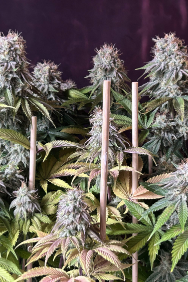 Instagram Orange Sherbet FF