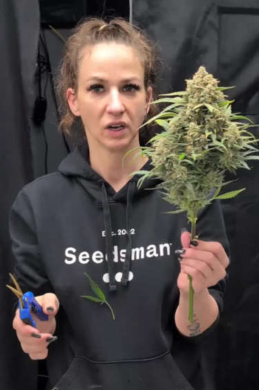 Gorilla Cookies Auto