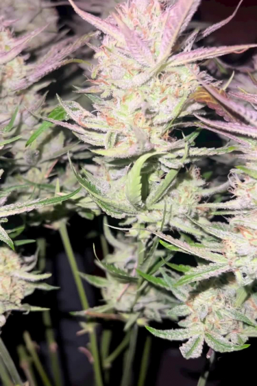 Instagram Bruce Banner Auto