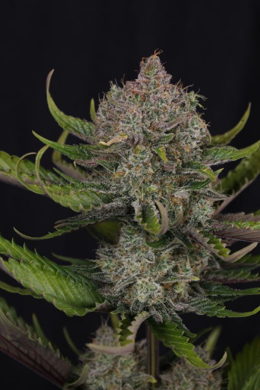 Instagram Guava Auto RF3