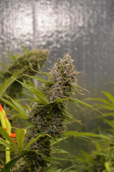 Instagram Moby Dick Auto