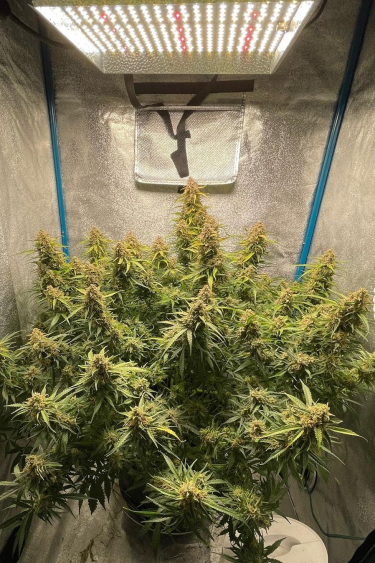 Instagram Green Crack Auto