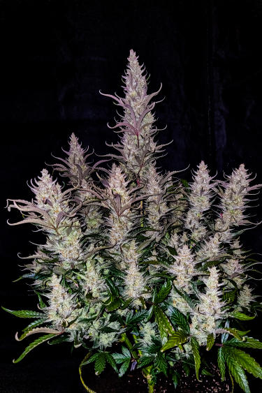 Instagram Bruce Banner Auto