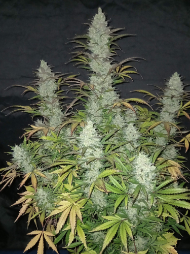 Instagram Tangie Auto