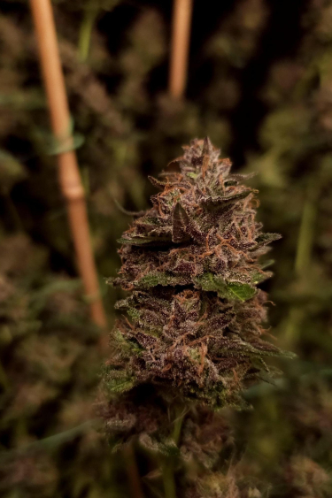 Instagram GG4 Sherbet FF