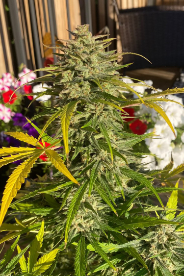 Instagram Lemon Pie Auto