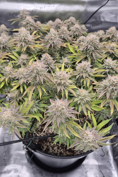 Instagram Gorilla Melon