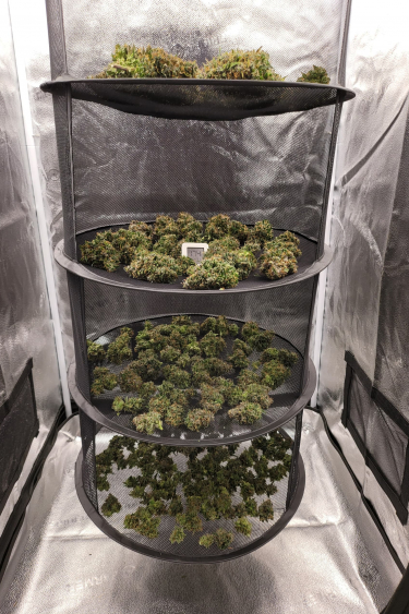 Instagram CBD Auto 11 CBD Crack