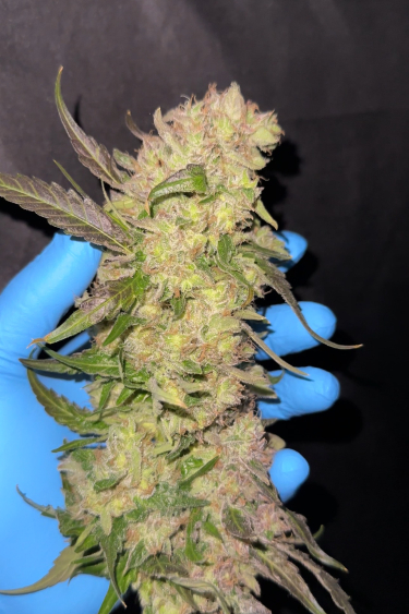 Instagram Rainbow Melon