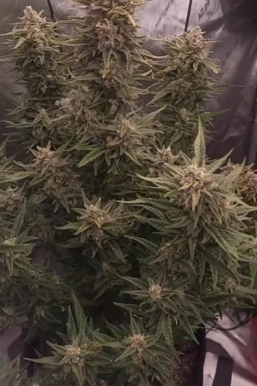 Instagram Rhino Ryder Auto