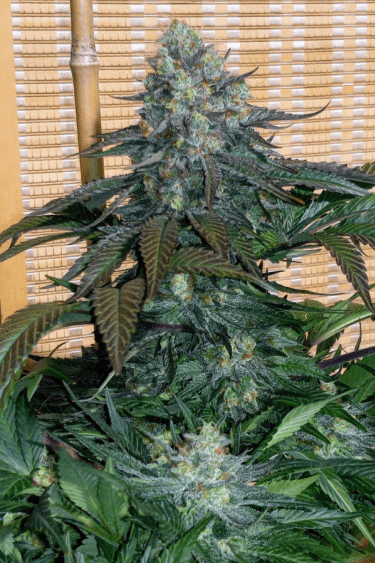 Instagram Tropicana Cookies FF