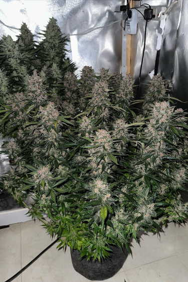 Instagram LSD25 Auto