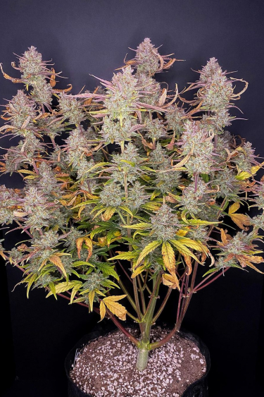 Instagram Purple Punch Auto