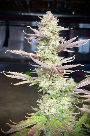 Instagram Orange Sherbet FF