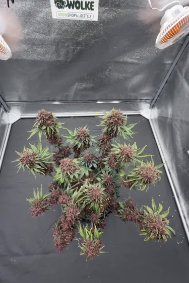 Banana Purple Punch Auto