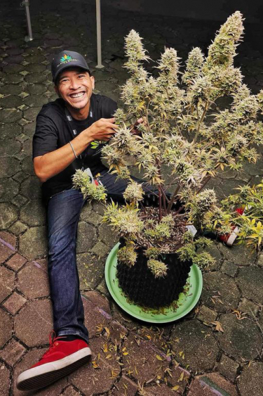 Instagram Mimosa Cake Auto