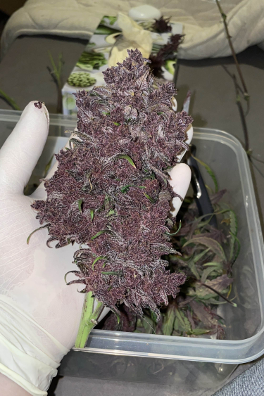 Instagram Purple Lemonade Auto
