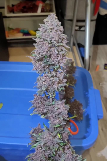 Instagram Blackberry Auto