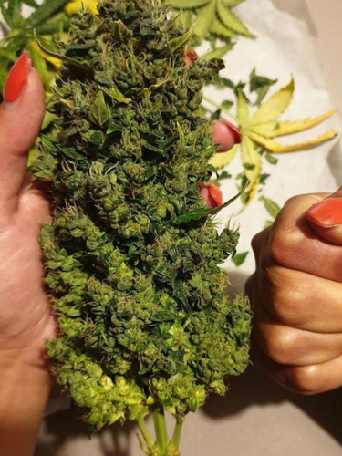 Instagram Northern Lights Auto