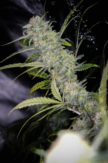 Instagram Trainwreck Auto