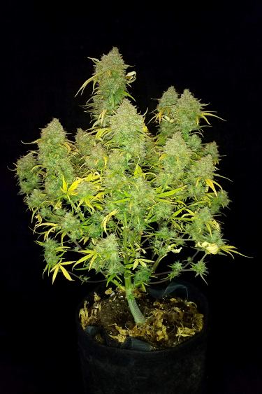 Instagram Six Shooter Auto